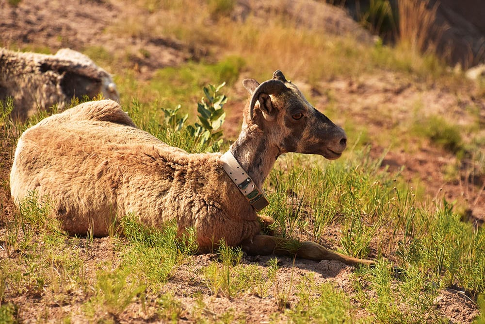 Discover the Fascinating World of Terrestrial Animals: Why Understanding Them Matters for Our Planet’s Future!